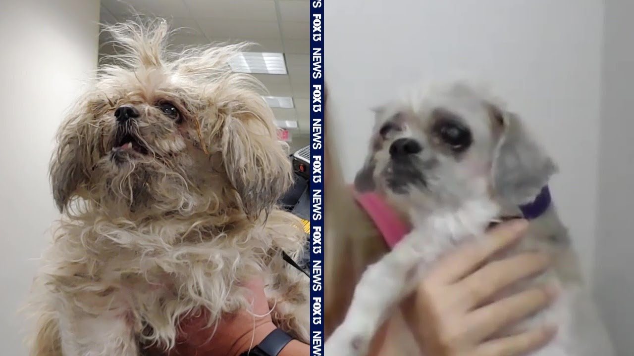 Dog abandoned at airport gets massive makeover - YouTube