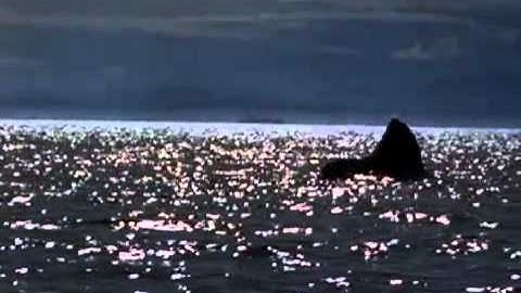 Michael Jackson - Free Willy (will you be there) video from