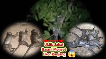 Berburu di malam hari . Basmi hama monyet ekor panjang 👍#@FebriSumsel03 #berburu #vidioshort