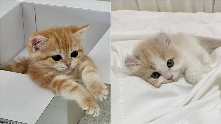 Video 10301751: kitten enjoys playing, adorable kitten enjoying, little kitten, kitten funny, funny cat