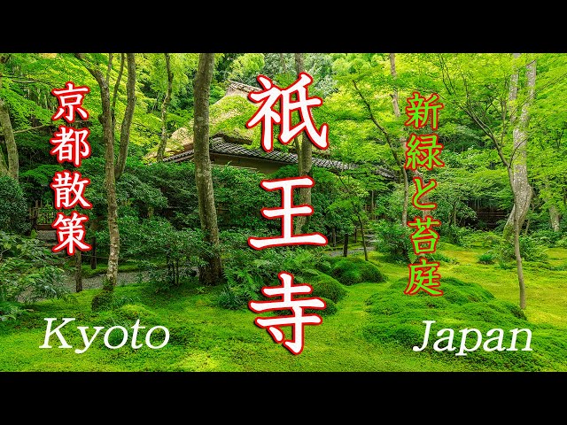 京都散策] 祇王寺 新緑と苔庭 青もみじ kyoto japan 4K - YouTube