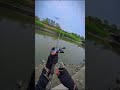 #shorts #fishing #snakehead #gabussuper #lurefishing #carpfishing #fyp #fypシ