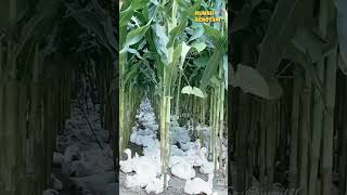 Keeping geese in the cornfield