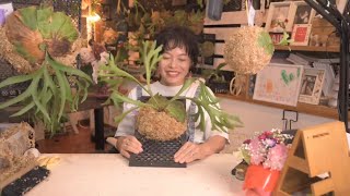 Platycerium　ビカクシダ仕立て