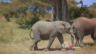 Details Unleashing Potential: The Elephant Rope Story........In ENGLISH News