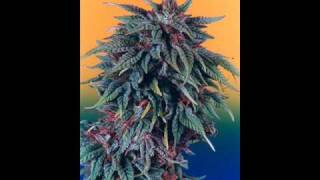 Andre Nickatina - Train With No Love