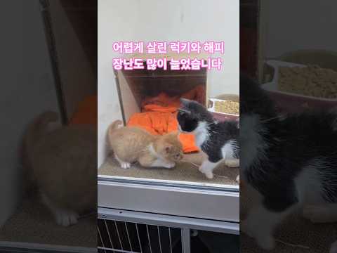 어렵게 살린 럭키와 해피 장난도 많이 늘었습니다. 이제 자유급식 시작해서 잠좀자나 했더니 콩자반이 럭키 비키 해피 때보다 더 어리고 더 아픈 아기고양이가 들어왔습니다.진짜 응급실.