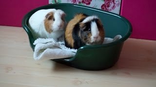 Guinea Pigs Have Bonded!