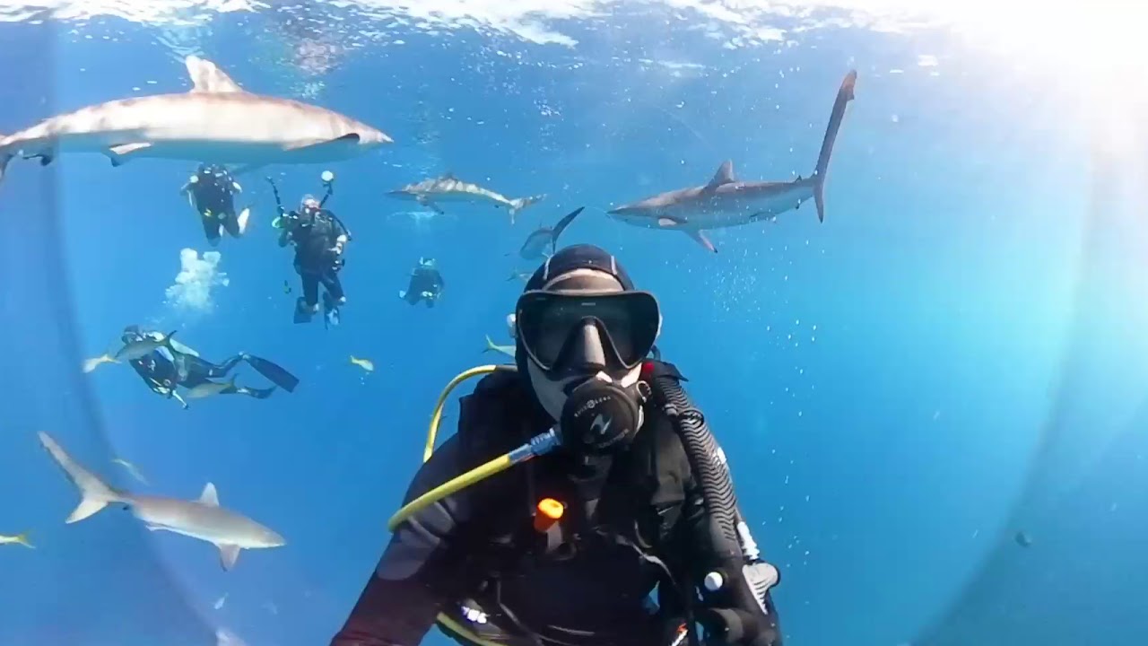 Silky Shark Dive Gardens of the Queen Cuba YouTube