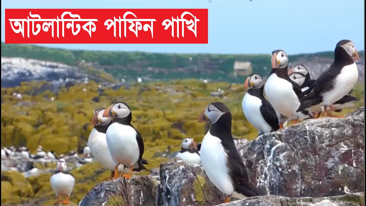 আটলান্টিক পাফিন পাখি | Atlantic Puffin 