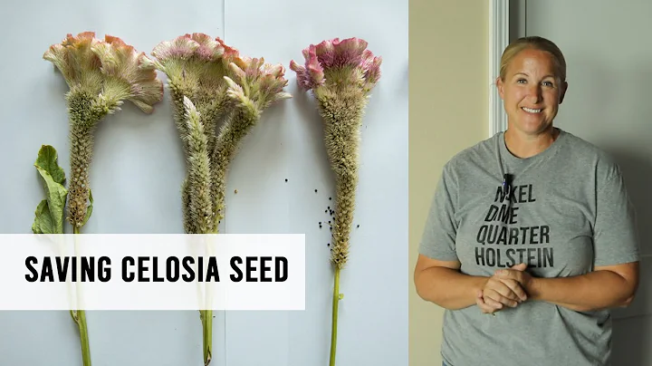 How To Save Celosia Seed : Growing Cut Flowers with Sunshine and Flora