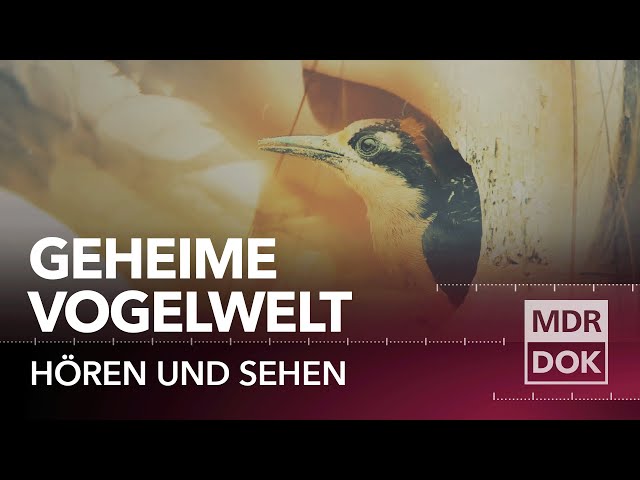 Das Geheimnis der Vögel ° Hören und Sehen | MDR DOK