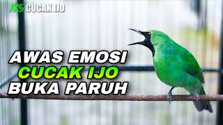 AWAS EMOSI !! PANCINGAN CUCAK IJO GACOR FULL BUKA PARUH VOLUME UP COCOK UNTUK TERAPI DONGKRAK EMOSI