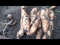 Батат( Sweet potato) Порто Амарелло.Прекрасный результат.Урожай 2020 года.