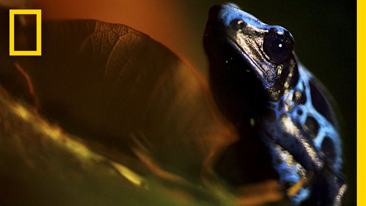 Mattias Klum: Lions, Leeches and Cobra Tongues | Nat Geo Live