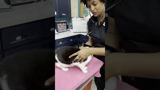 Meet The Vet Behind St. Petes Most Trusted Animal Clinic