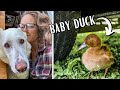 we found a BABY DUCK | Van Life