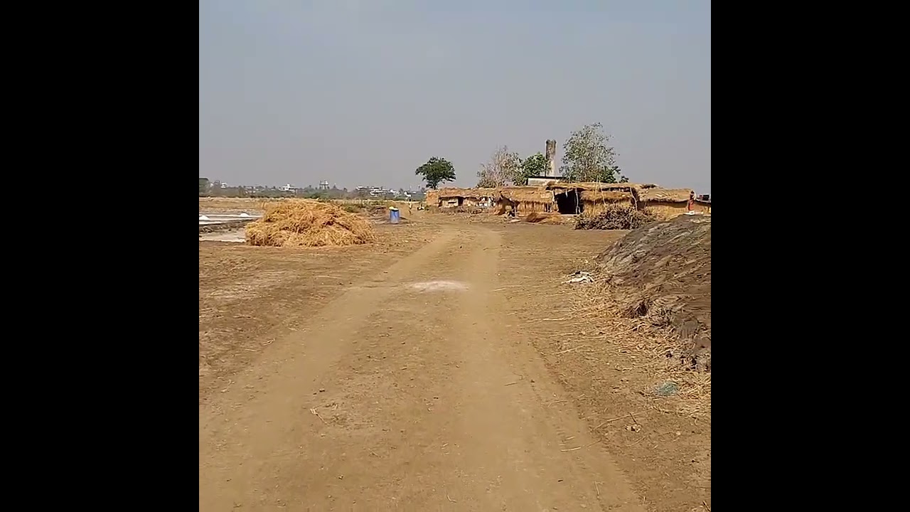 Walking through the salt pans of Vasai