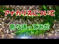 √ アナカリス 根付く 114690-アナカリス 根付く