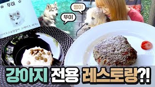 대박!!! 최현석 셰프가 만든 스테이크를 쩡이가 먹었다! 그리고 뚜이와 만남까지! [멍식당에 출현한 쩡이] 반려견강아지