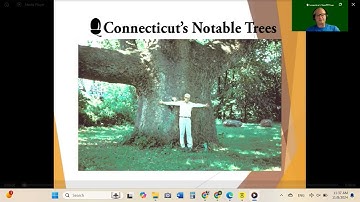 CT Notable Trees