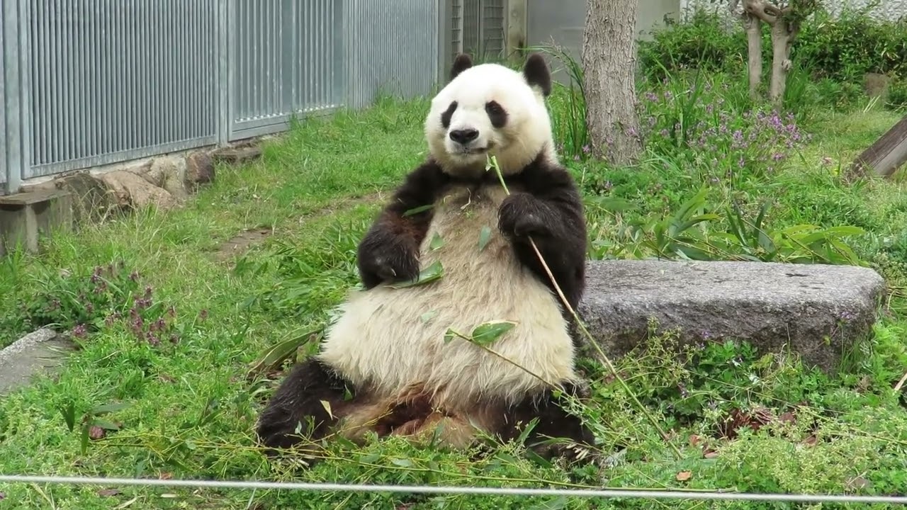 April 14, 2019 [Selected] Panda eating bamboo leaves while facing