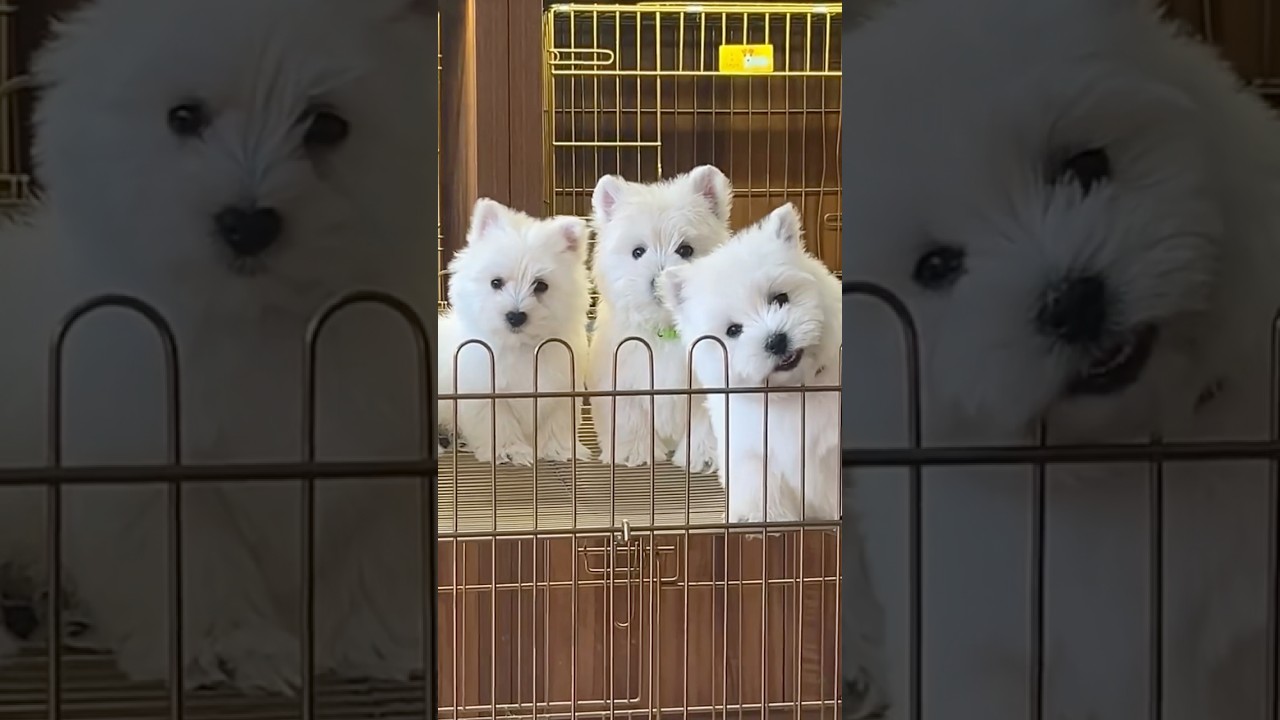 Fluffy perfection!These little Westies are melting my heart.  ❤️ 