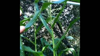 SG #106 Taste Strawberry, Harvest 2 zuc-squash