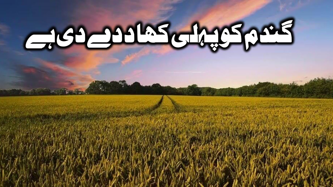 Best Wheat Sowing Methods (Land Preparation, Varieties & Fertilizer Use)