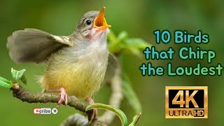 10 Birds That Chirp The Loudest 4K