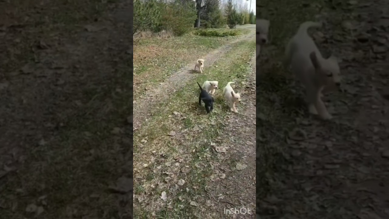 The Joys of Puppy Breeding: Why It's Worth the Challenge