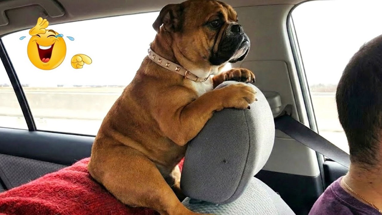 You Can’t Stop Laughing At These Dogs 🤣 FUNNIEST DOGS Video 2026