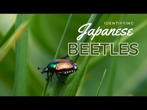 Video: Chrobák stromový alebo chrobák zelený: ako vyzerá, čo žerie