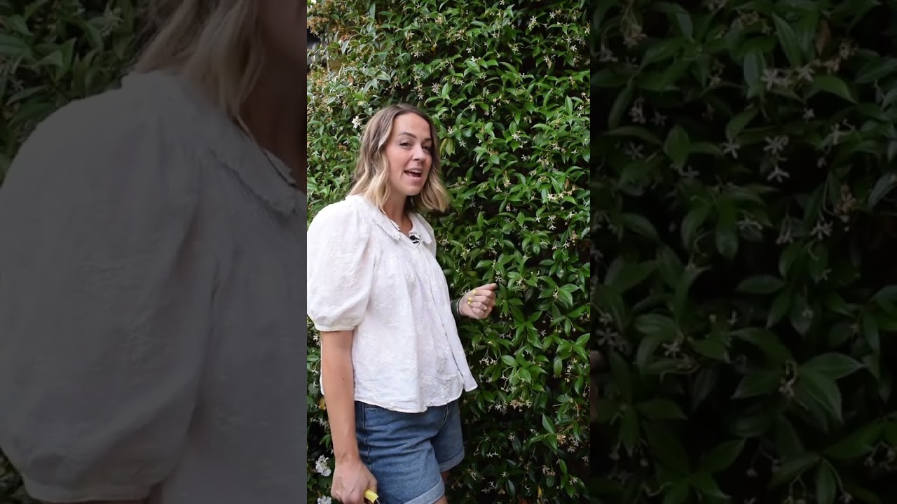 How to prune Star Jasmine 🌱