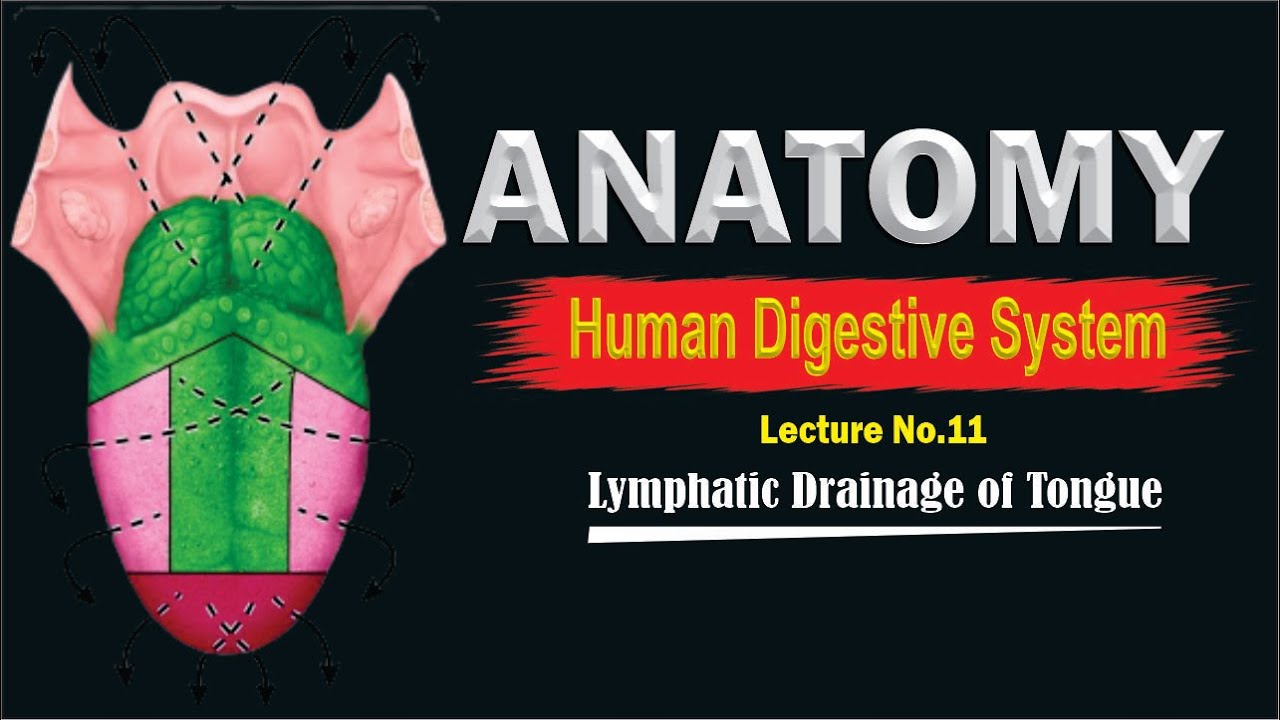 Lymphatic drainage of TONGUE Lymphatics of the Tongue Drainage of