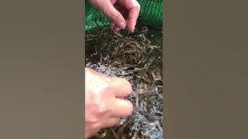 Giống cá chạch đồng #shorts