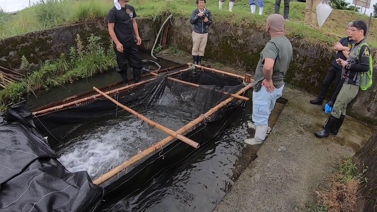 やな漁・ヤナ漁・梁漁