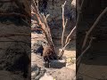 葉っぱを咥えるパンチ君🙊🌱
