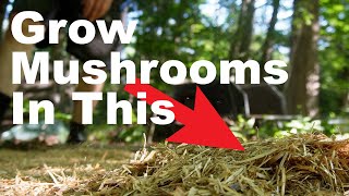 Wicked Simple Mushroom Growing
This is an easy way to grow mushrooms
Get my Email News: https://www.gardenfork.tv/email/
Tools I use in my vids (affiliate links) https://www.amazon.com/shop/gardenfork?listId=2NOD6P1XZLHQE
Get Behind The Scenes photos and the After Show podcast Become a GF patron: https://patreon.com/gardenfork
GF Shirts Sweaters & More https://teespring.com/stores/gardenfork-2
iTunes GF Radio podcast: https://goo.gl/4CCenA
Instagram: http://instagram.com/gardenfork
Facebook Discussion Group https://www.facebook.com/groups/1692616594342396/
Facebook Page: http://facebook.com/gardenfork
Pinterest: http://pinterest.com/gardenforktv/
More great DIY, Cooking, Gardening, Home Improvement, Urban Homesteading videos and info on our site: http://GardenFork.TV
Amazon and some other links are affiliate links, we get a small finders fee for referring purchasers to their sites. Its part of how we pay for producing GardenFork
Produced by GardenFork Media LLC, Brooklyn, NY ©2022 all rights reserved
No Editorial or Social Media Excerpts, Reaction Videos, or any use anywhere in the universe without permission, Violators agree to pay $5,000 per second + $10 per view + all collection costs & lawyers fees.
All embeds must live link to www.GardenFork.TV or www.YouTube.com/GardenFork
If youd like to send a card or note:
GardenFork
PO Box 130
Colebrook, CT 06021
Music: Happy Hour, Composed by Dale Herr (ASCAP) , Toast Factory Publishing (ASCAP) Recording Licensed from the UniqueTracks Production Music Library Inc. Other music used under license from AudioBlocks. Wicked Simple Mushroom Growing