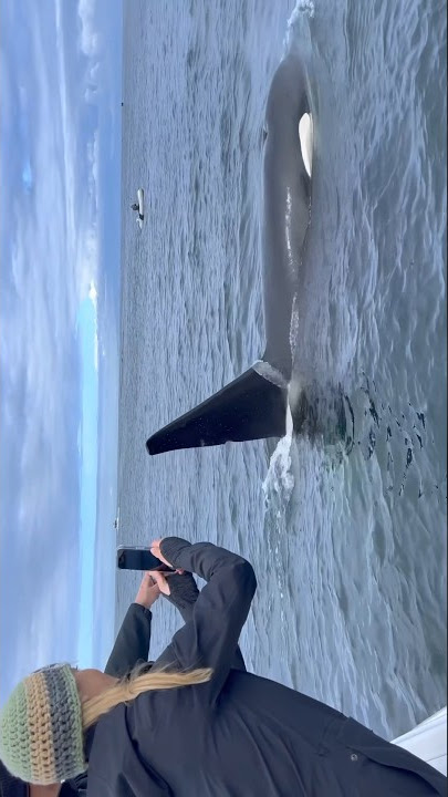 CLOSE ORCA #whalewatching #whale #tail #orca #killerwhale #breach #jump #fly #low #news #media