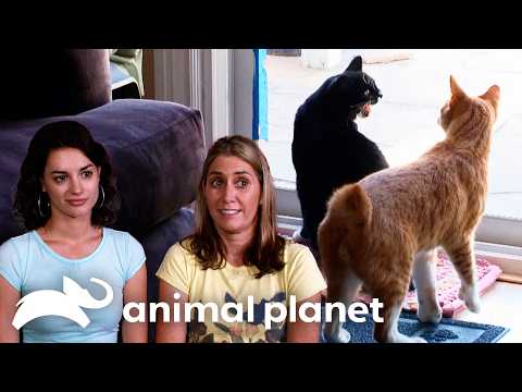 Jackson Faces off with the Most Vicious Siblings! | My Cat From Hell | Animal Planet