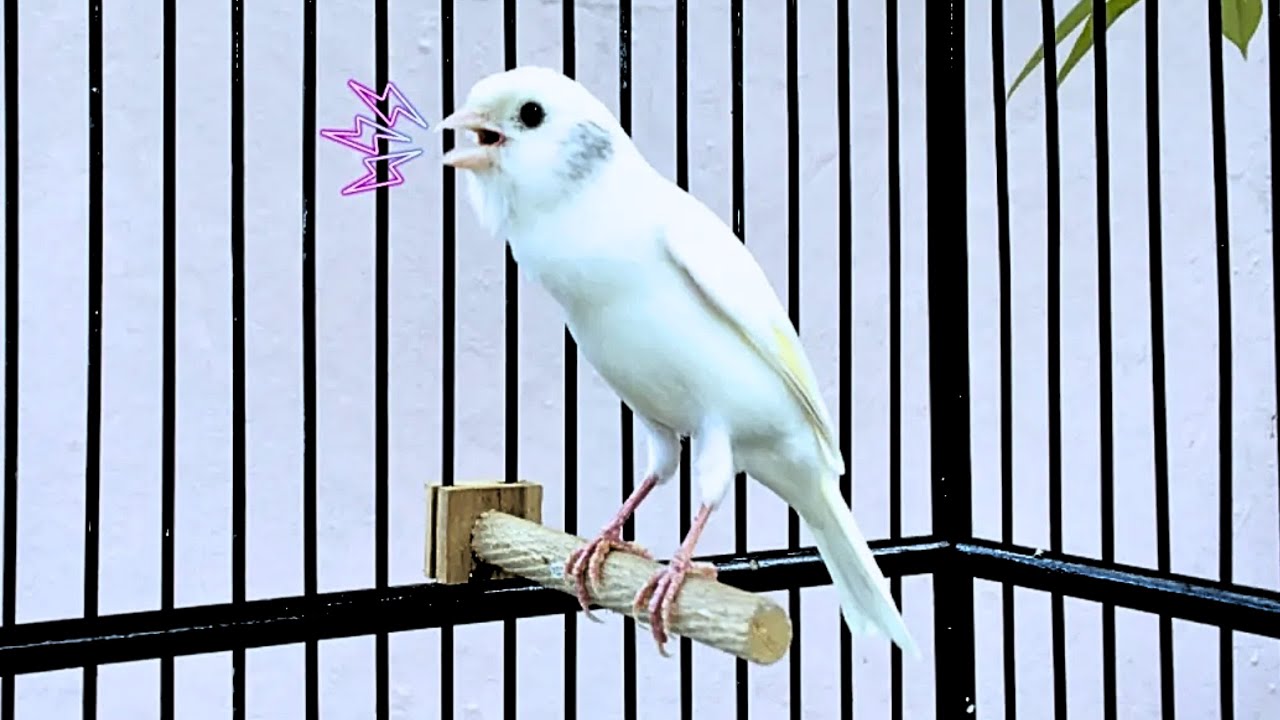The Singing Canary Tempts All Canaries to Sing - Belgian Canary Singing