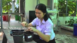 The Space Seeds by Asian students  ／タイの学生による宇宙種子実験