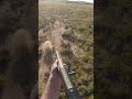 Springbok kill shot from helicopter helicopterhunting