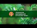 Технология выращивания высококачественных семян нута сортов Волгоградской селекции в  ООО «МАКС»