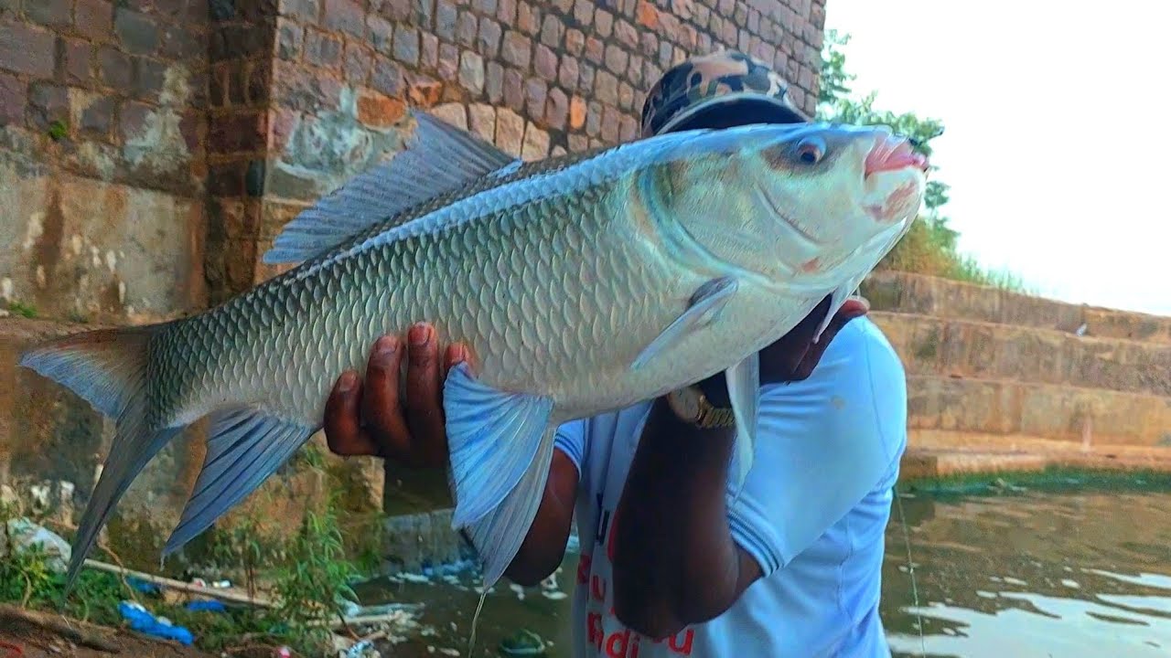 Hook Fishing Tips 🦈 Big Catla Fish Catching Techniques Amazing