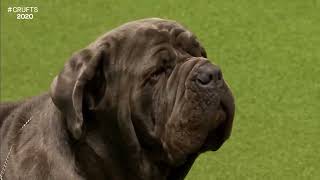 Best of Breed, Working Group|NEAPOLITAN MASTIFF|(20172022)