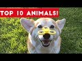 Top Ten Funny Cute Pet Videos of August Part 1