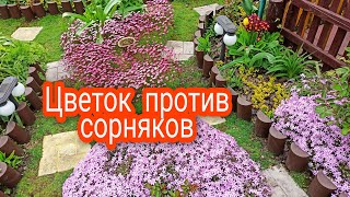 Этот цветок затмит Цветением и избавит от Сорняков!