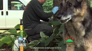 STAR64 Ask the Experts - Back Tree Service 3